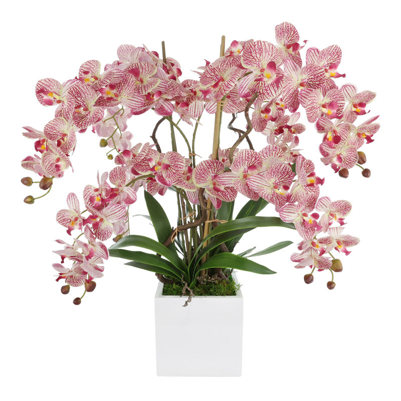 Pink Orchids Arranges in Square Fiberstone Planter
