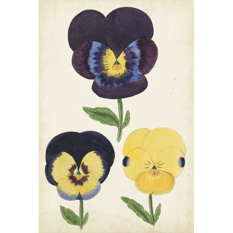 Antique Pansies I - Wrapped Canvas Painting, 46cm H x 30cm W