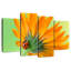 Fleur de coccinelle grimpante Harnek-108893241