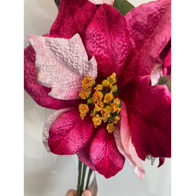 Tiges de poinsettia