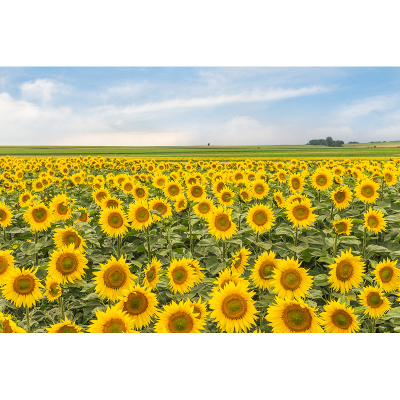 Rural Landscape With A Field Of Sunflowers And Sky. Wallpaper With Blossomed Sunflowers. - Wrapped Canvas Print