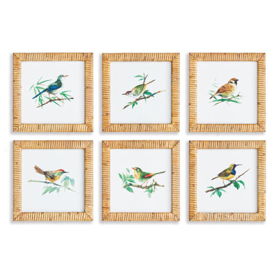 Petits oiseaux de Saarrah