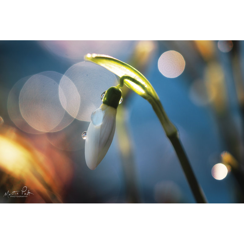 «Snowdrops IV» par Martin Podt - reproduction, H 8 po x l 12 po, Yes, Papier avec cadre photo en érable