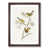 Walnut Framed selected