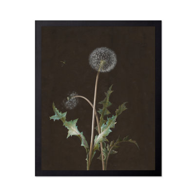 Dandelion