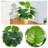Primrue 31.5 in Pothos Faux Tree Devil's Ivy Scindapsus Aureus In Black Pot-1798766426