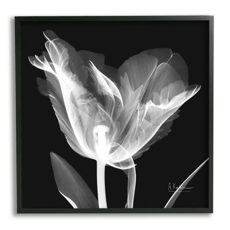 Fleur de tulipe, radiographie sur toile, Giclée encadrée noir minuit, H 12 po x l 12 po x P 1,5 po