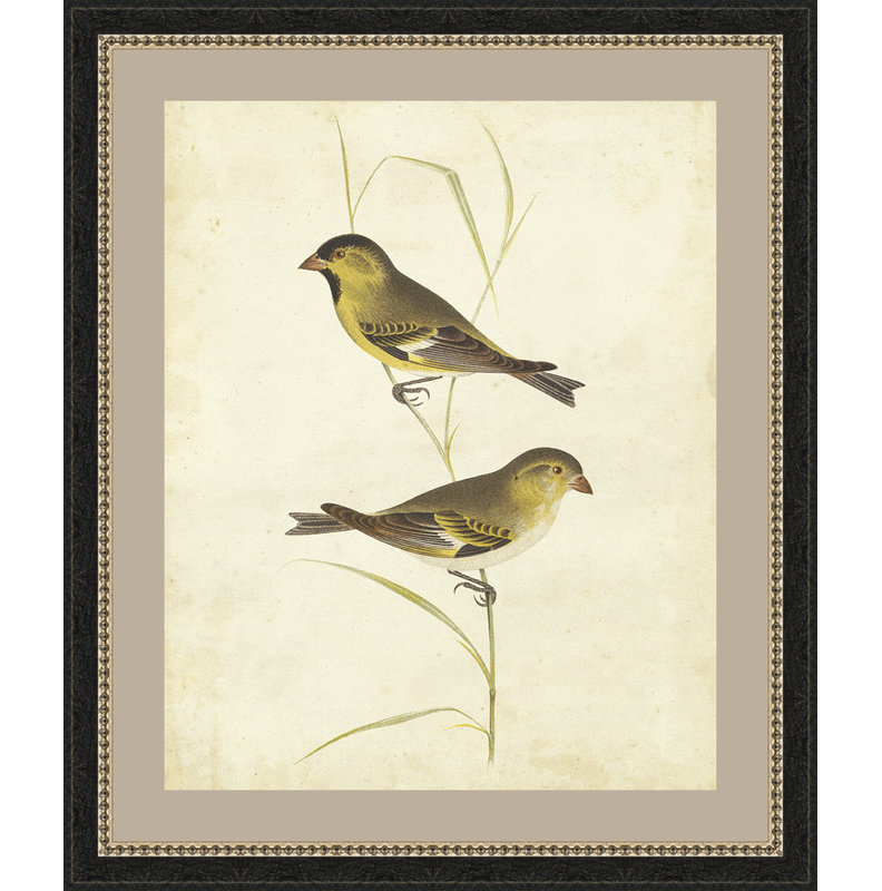 " Goldfinch "