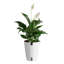 Peace Lily in Décor Pot