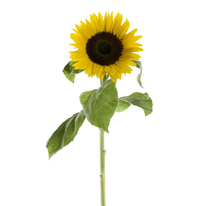 Sunflower, 76cm H x 51cm W
