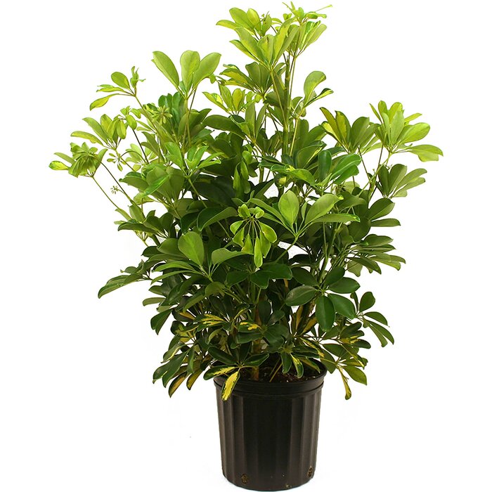 Costa Farms Schefflera Capella Plant in Plastic Nursery Pot & Reviews ...