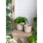 Jardinières en sable gris et ciment avec motif floral vert gravé