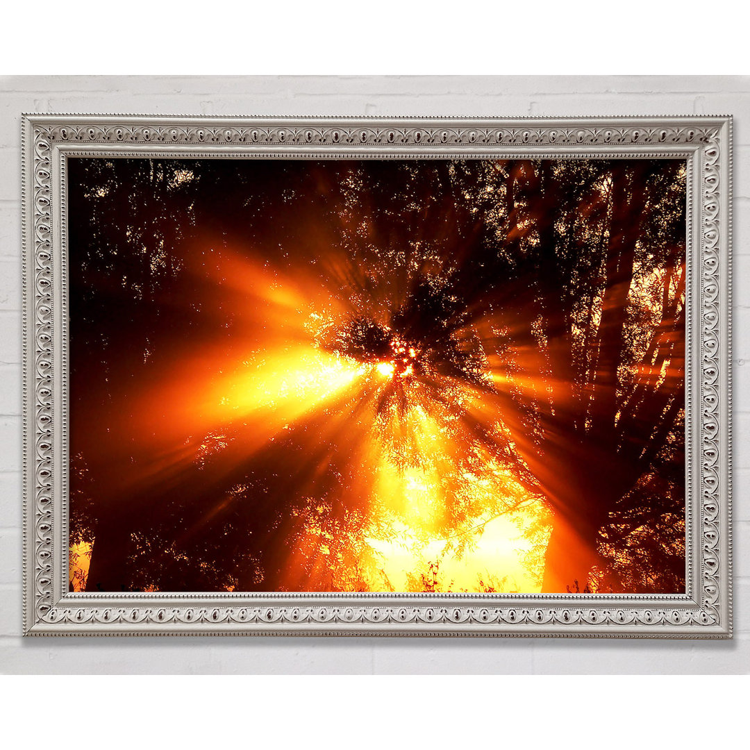 Gerahmtes Poster Sun Blaze Above The Winter Tree