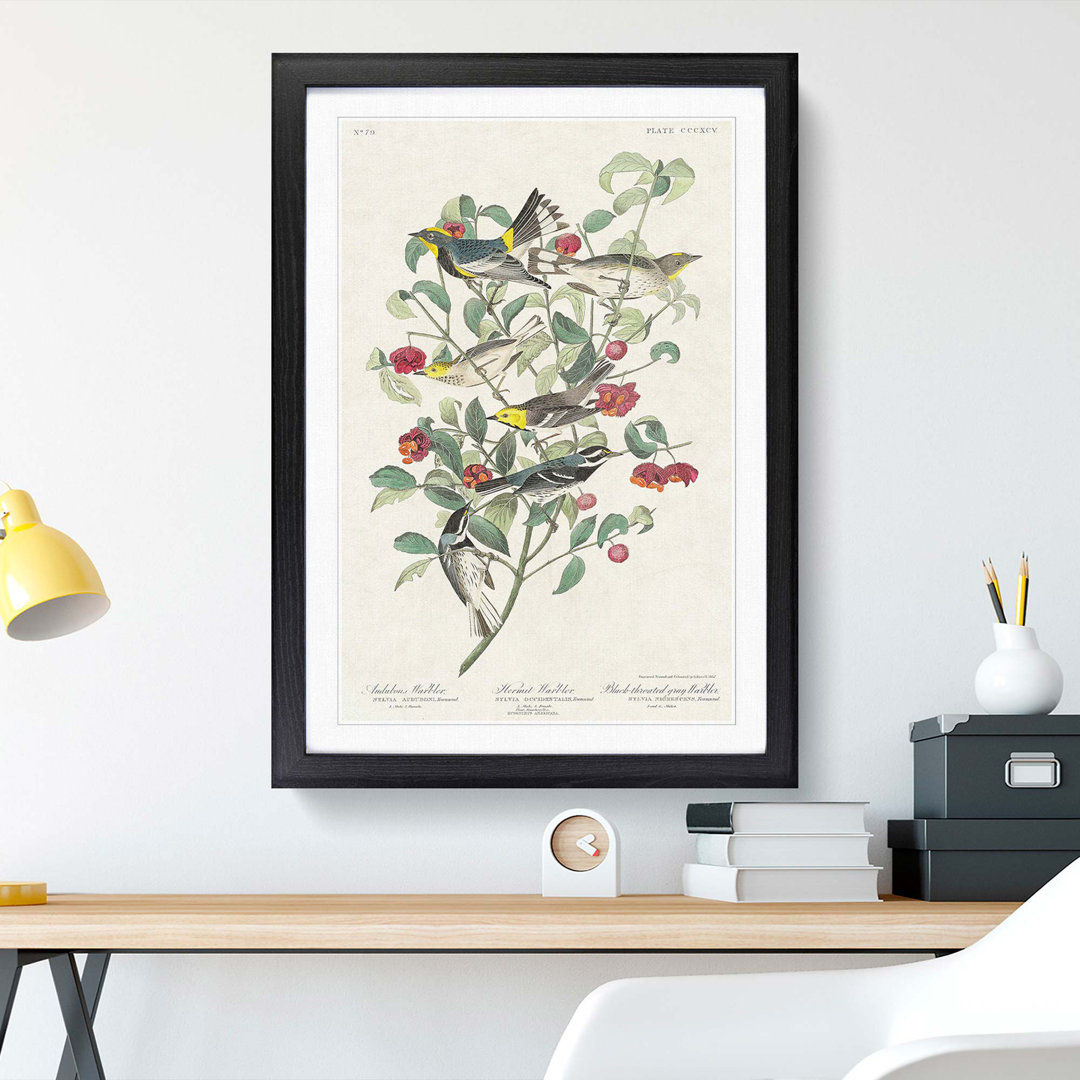Collection of Warbler Birds by John Audubon - Picture Frame Painting