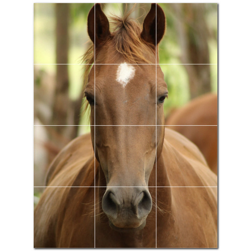 Photo de cheval 8 x 8