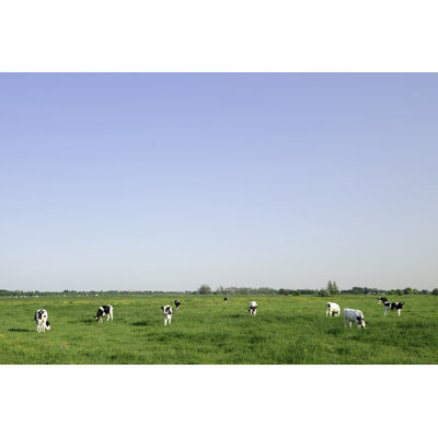 Group Of Holstein Cows by VLIET - No Frame Art Prints on Canvas