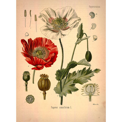 Botanique 80