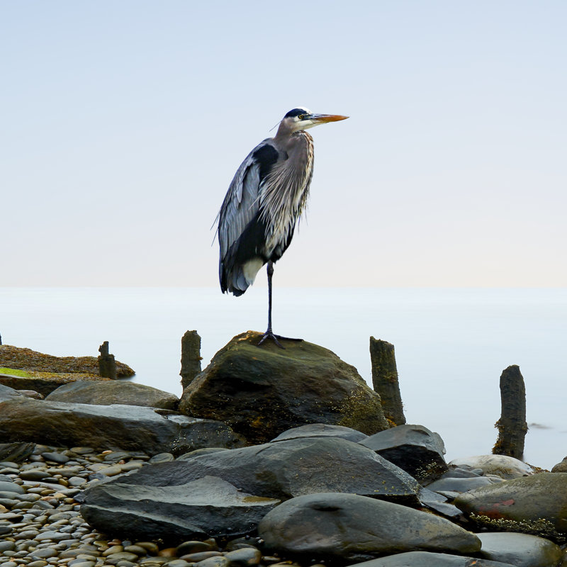 Beachscape Heron I by James McLoughlin - Wrapped Canvas Print, 91cm H x 91cm W