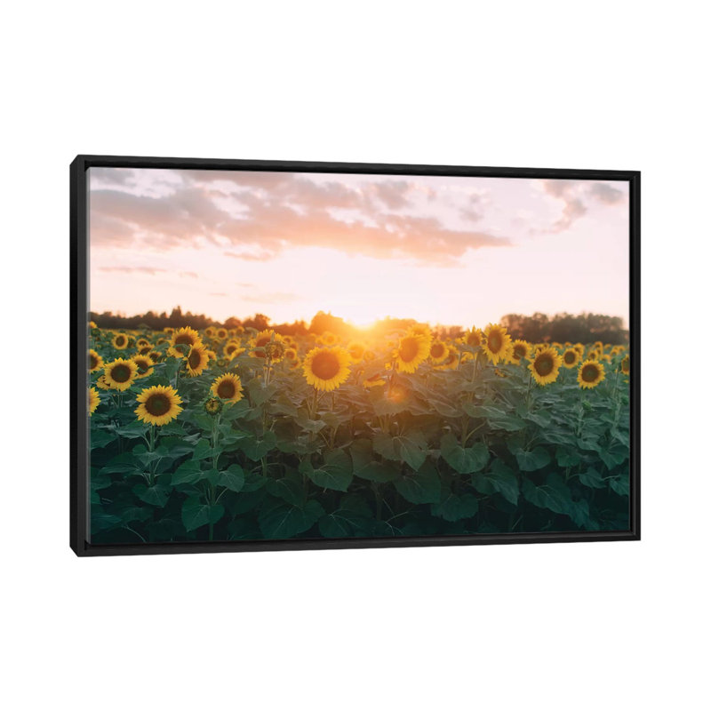 «Sunflower Field and Sunset», reproduction de photo sur toile, H 18 po x l 26 po x P 1,5 po, Toile avec cadre noir