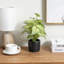 Artificial Plant