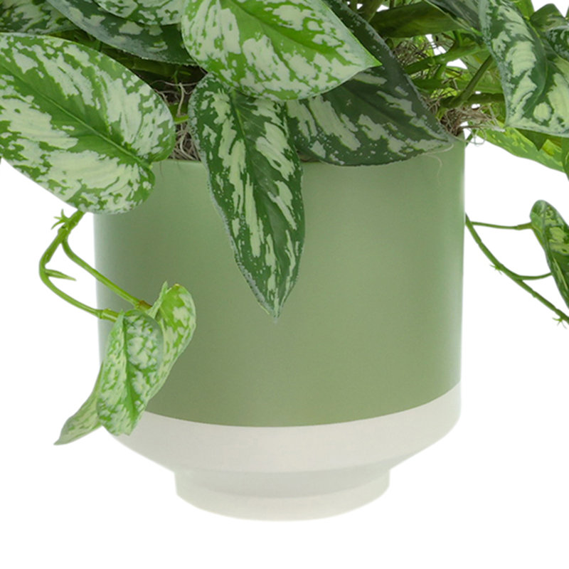 Scindapsus Plant in Ceramic Pot