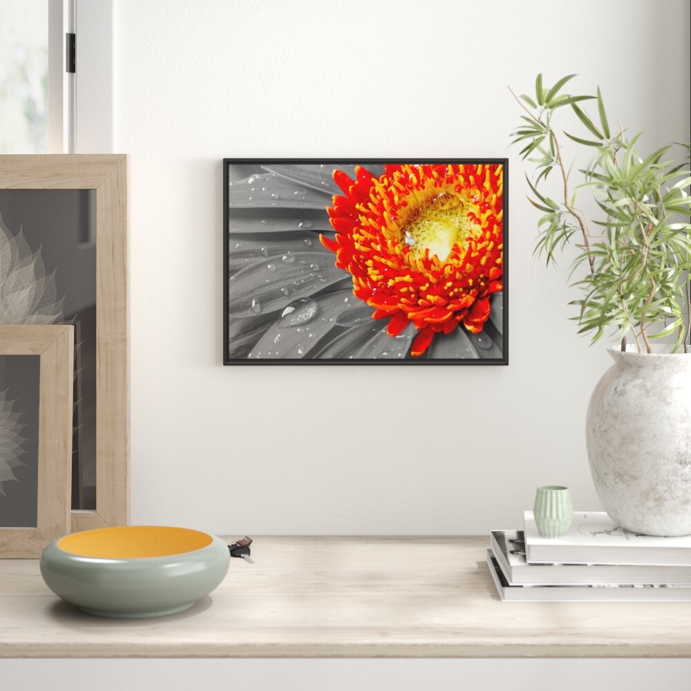 Gerahmtes Wandbild Gerbera mit Wassertropfen