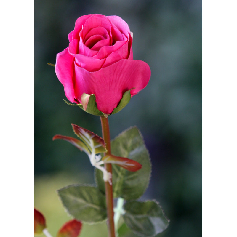Large bud Rose, Dark Pink