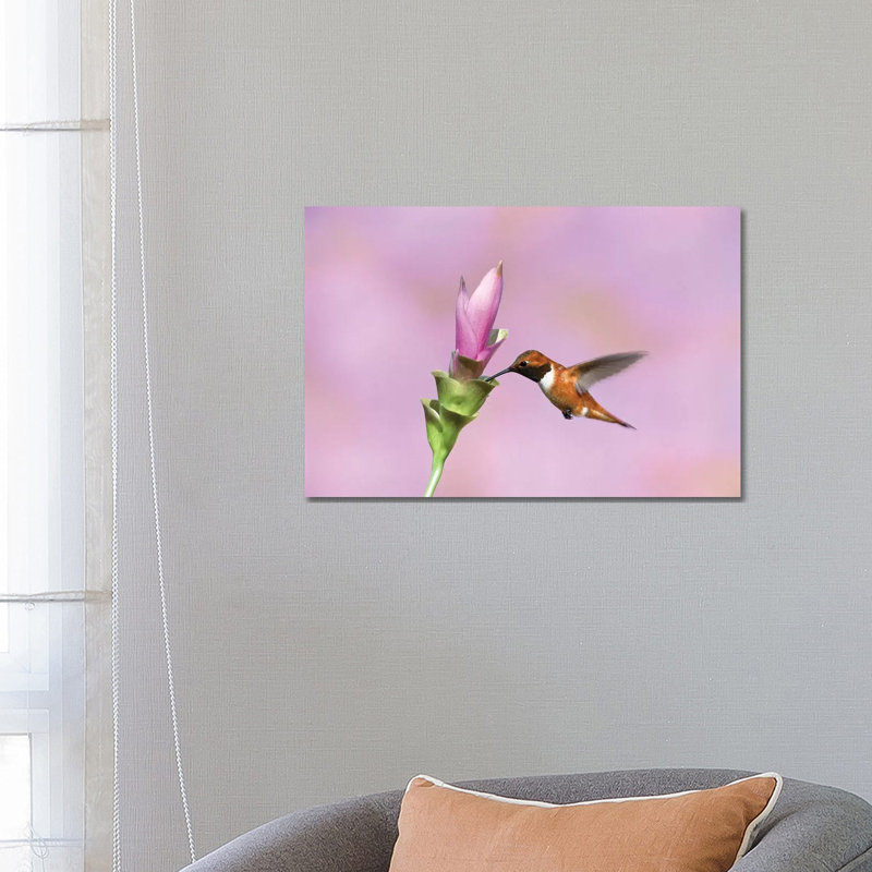 Rufous Hummingbird Male Feeding at Flower, Green Valley, Arizona 1 Piece Wrapped Canvas Wall Art