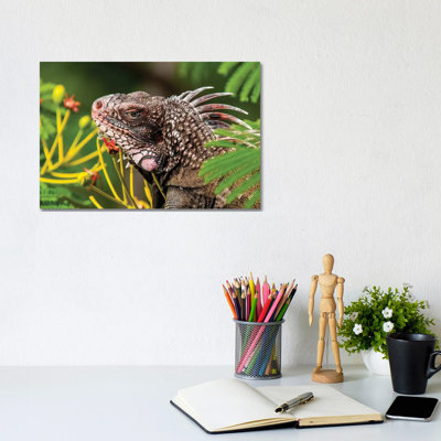Green Iguana (Iguana Iguana), St. Thomas, Us Virgin Islands. by Michael DeFreitas - Wrapped Canvas Print