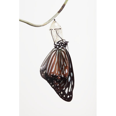 Englert Butterfly Change Form Chrysalis - Wrapped Canvas Print