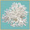 Coral on Aqua 8 Framed Photographic Print