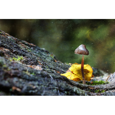 " Magic Mushrooms " by Jax10289