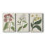 Toile tendue avec châssis de collection Antique Botanical Collection-354691512