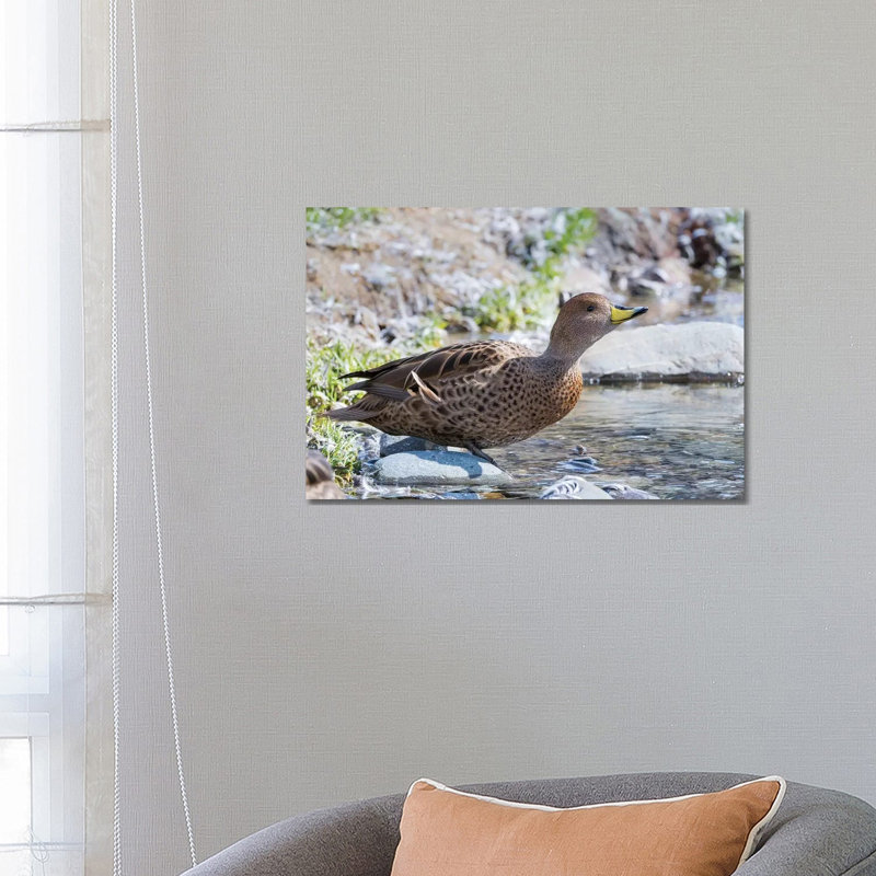 Yellow-Billed Pintail (Anas Georgica Georgica) Endemic To South Georgia by Martin Zwick - Wrapped Canvas Print