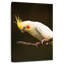 Cockatiel Rosy Cheeked-34565825