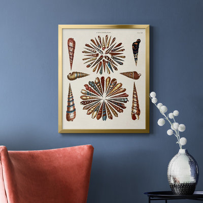 Spiral Shell Formation III Premium Framed Canvas - Ready to Hang