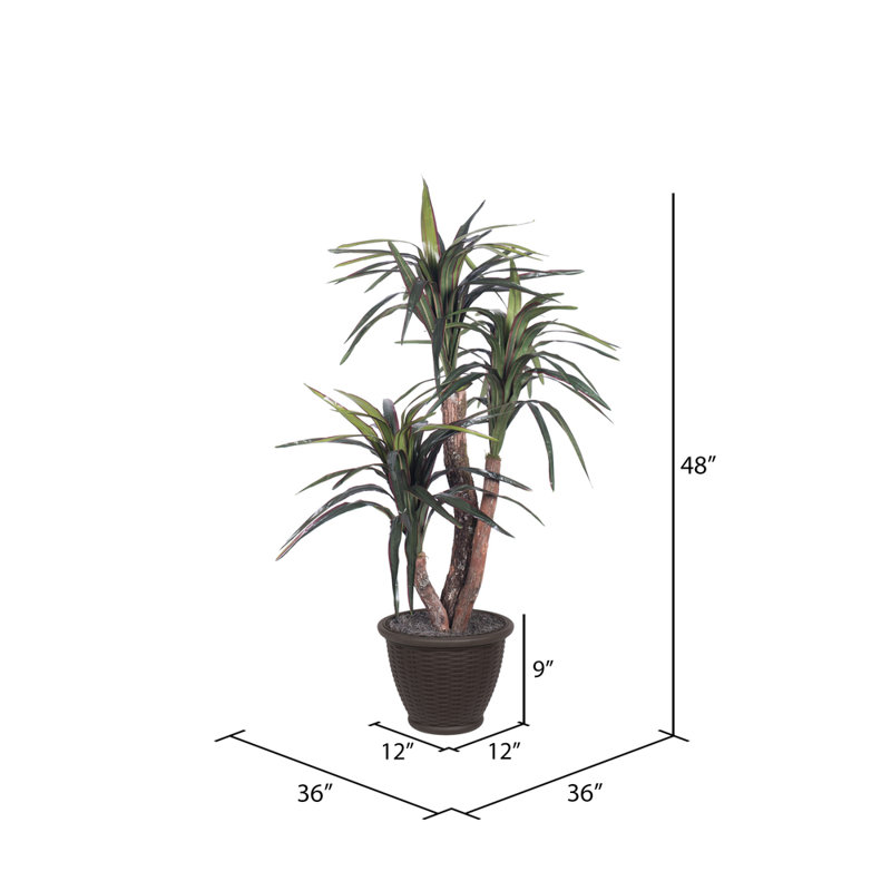 Marginata artificielle extra pleine série, Brun