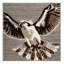  Tapis lavable Osprey Birds-1739489248