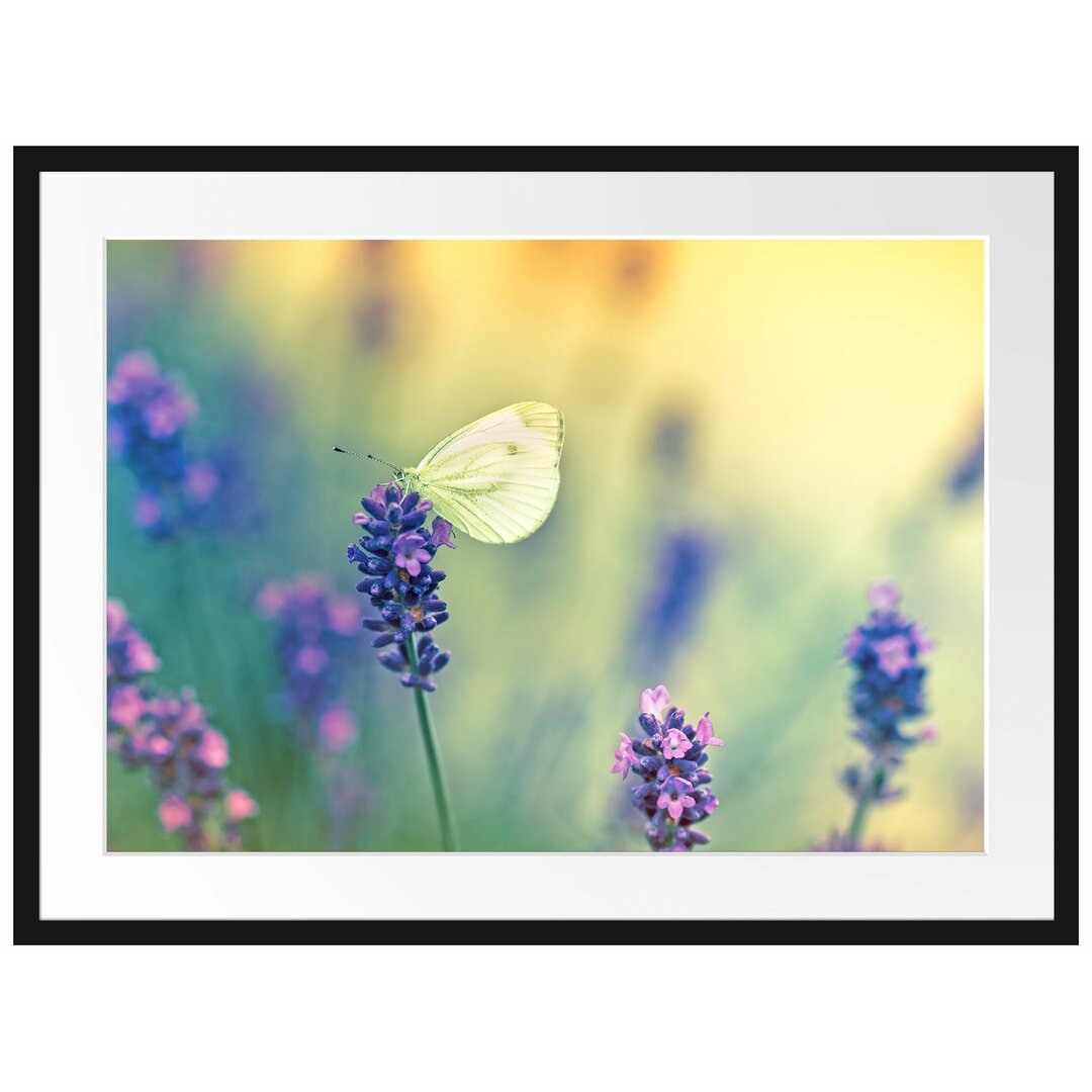 Gerahmtes Poster Schmetterling auf Lavendel