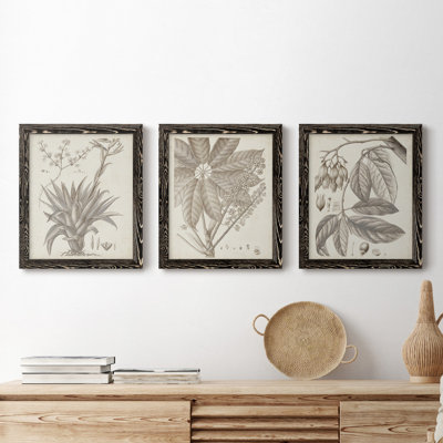 «Sepia Exotic Plants IV», ensemble de 3 peintures sur toile encadrées