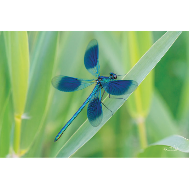 Dam Damly in Blue par Martin Podt - reproduction, H 24 po x l 36 po, Toile flottante noyer avec passe-partout