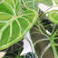 152.4cm Faux Plant in Pot Liner