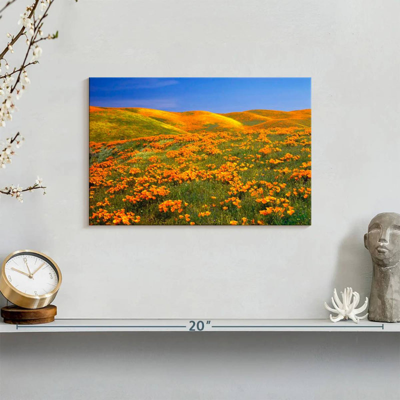 California Golden Poppies, H 8 po x l 12 po