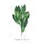 Bay Leaves Bundle - reproduction d'art sur toile encadrée