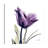 " Tulip Dream "-23604972