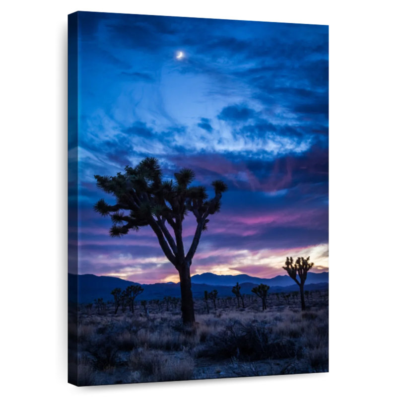 Aime Joshua Tree Park la nuit, H 51 po x l 34 po