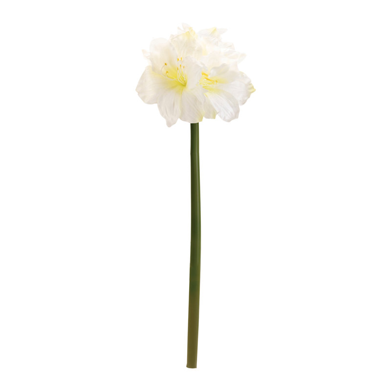 Amaryllis Elegance