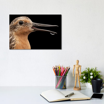A Knot A Bird Species In Rapid Population Decline