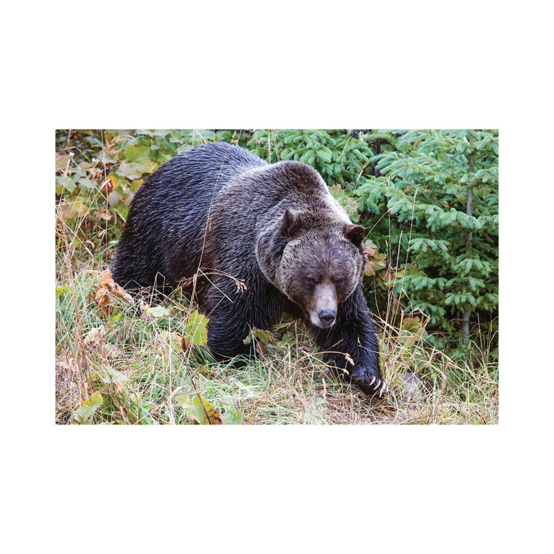 Grizzly Bear I by Matteo Colombo - Wrapped Canvas Print, 20.32 cm H x 30.48 cm W