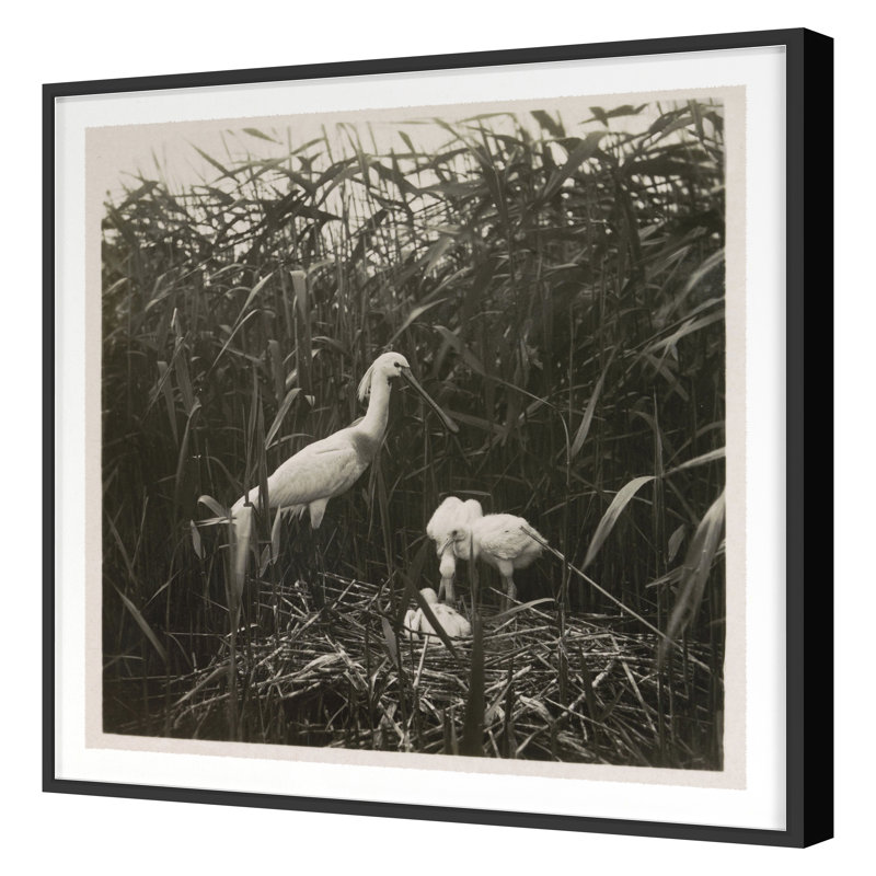 Coastal Birds 1 Print by THE Studio, 36" H x 36" W, Black Framed